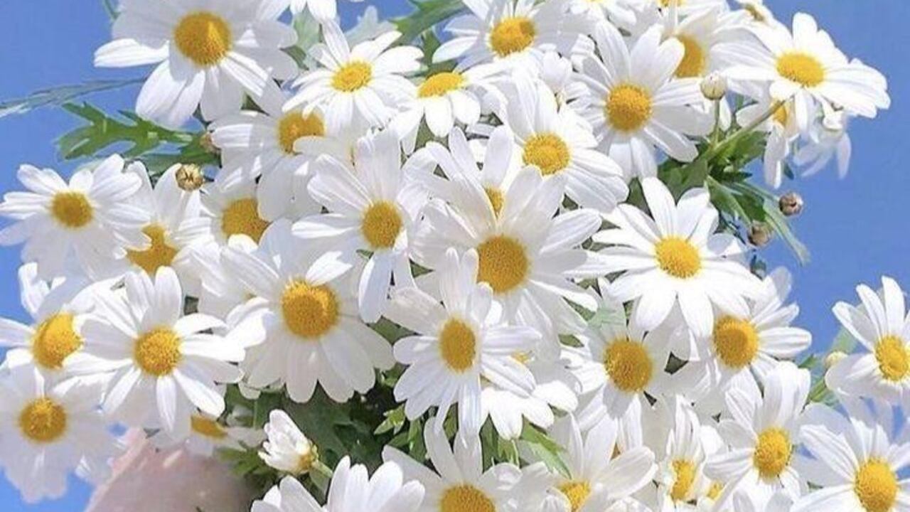 Cómo cuidar las margaritas con abono casero
Foto: Pinterest