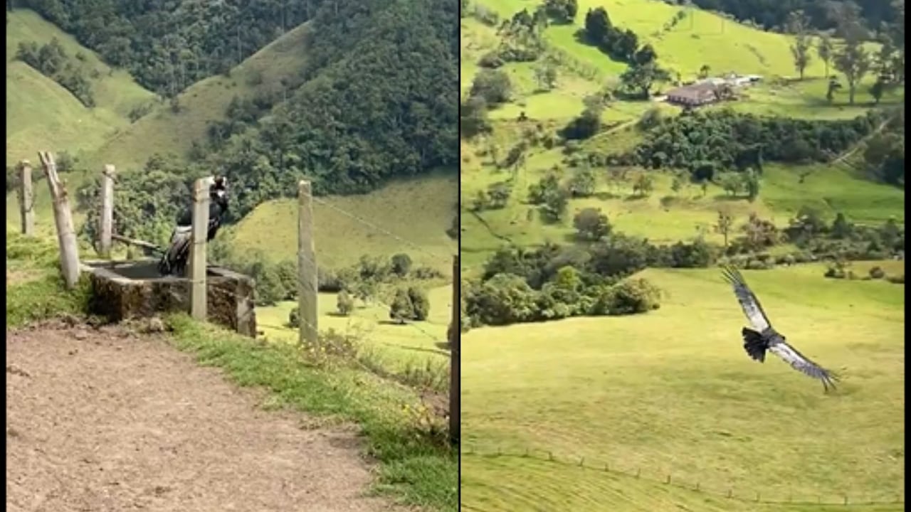 Cóndor de los Andes en el Valle del Cocora