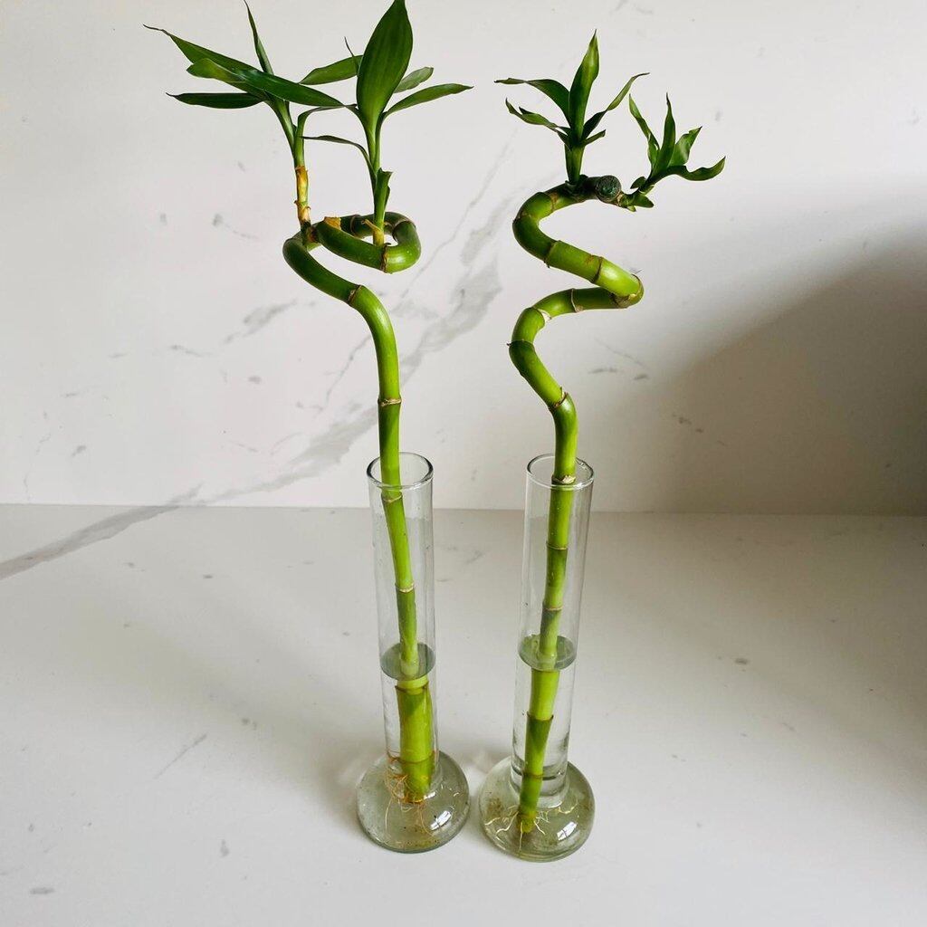 El bambú de la suerte tiene una singular forma y puede plantarse en agua o en tierra. Foto: 123 RF