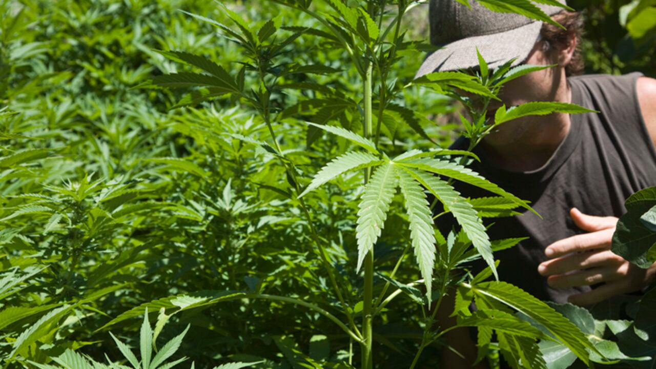 El proyecto establece que el 50% de los impuestos recibidos por el consumo y comercialización de cannabis debe ser usado para la rehabilitación de habitantes de calle