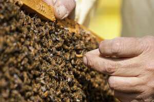 El apicultor Francesco Capoano sostiene un marco en un colmenar en Milán, Italia, el jueves 22 de abril de 2021. Un colectivo de abejas está introduciendo 17 nuevas colonias en sus nuevas colmenas el Día de la Tierra, lo que lleva a 1 millón de abejas melíferas de Milán alojadas en cajas especialmente. diseñado por artistas de toda la ciudad. El proyecto de siete años tiene como objetivo educar al público sobre la importancia de las abejas para el medio ambiente, al tiempo que aumenta su población y proporciona un dulce regalo de miel. Está catalogado como el mayor colectivo de abejas urbanas de Europa. Foto: AP / Luca Bruno.