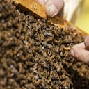 El apicultor Francesco Capoano sostiene un marco en un colmenar en Milán, Italia, el jueves 22 de abril de 2021. Un colectivo de abejas está introduciendo 17 nuevas colonias en sus nuevas colmenas el Día de la Tierra, lo que lleva a 1 millón de abejas melíferas de Milán alojadas en cajas especialmente. diseñado por artistas de toda la ciudad. El proyecto de siete años tiene como objetivo educar al público sobre la importancia de las abejas para el medio ambiente, al tiempo que aumenta su población y proporciona un dulce regalo de miel. Está catalogado como el mayor colectivo de abejas urbanas de Europa. Foto: AP / Luca Bruno.