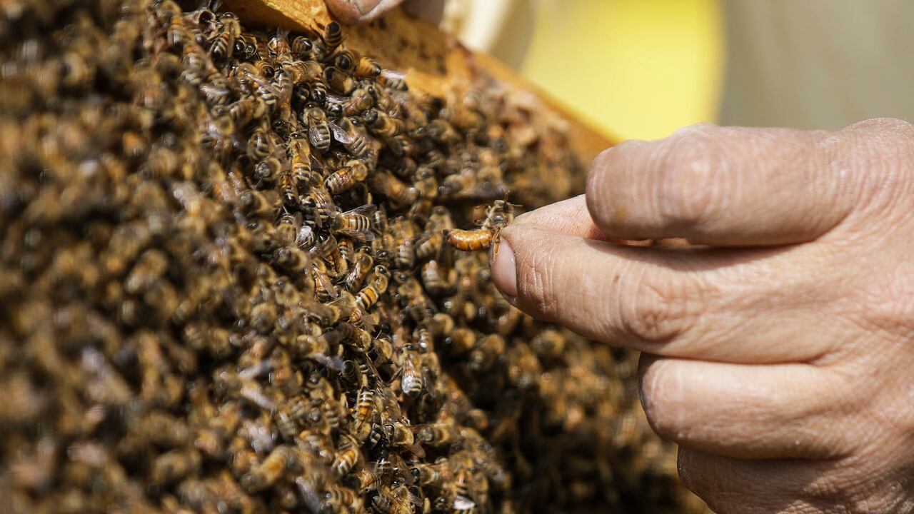 El apicultor Francesco Capoano sostiene un marco en un colmenar en Milán, Italia, el jueves 22 de abril de 2021. Foto: AP / Luca Bruno.