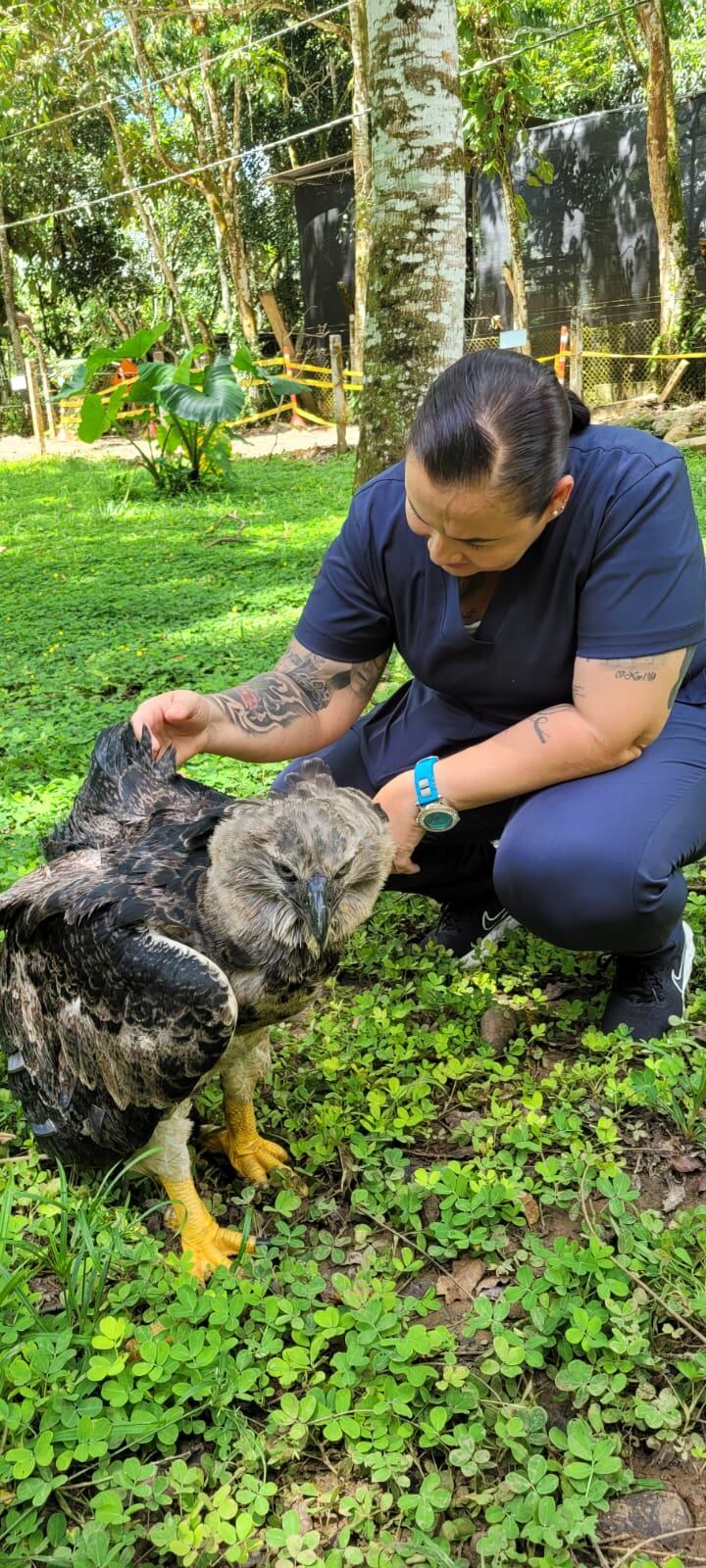 Aguila Harpía, habita en bosques lluviosos