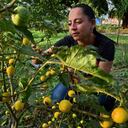 En la Avenida Simón Bolívar Joven de la zona conservan una huerta urbana .Fotos Raúl Palacios / El País / 13 de Junio del 2023 Cali.