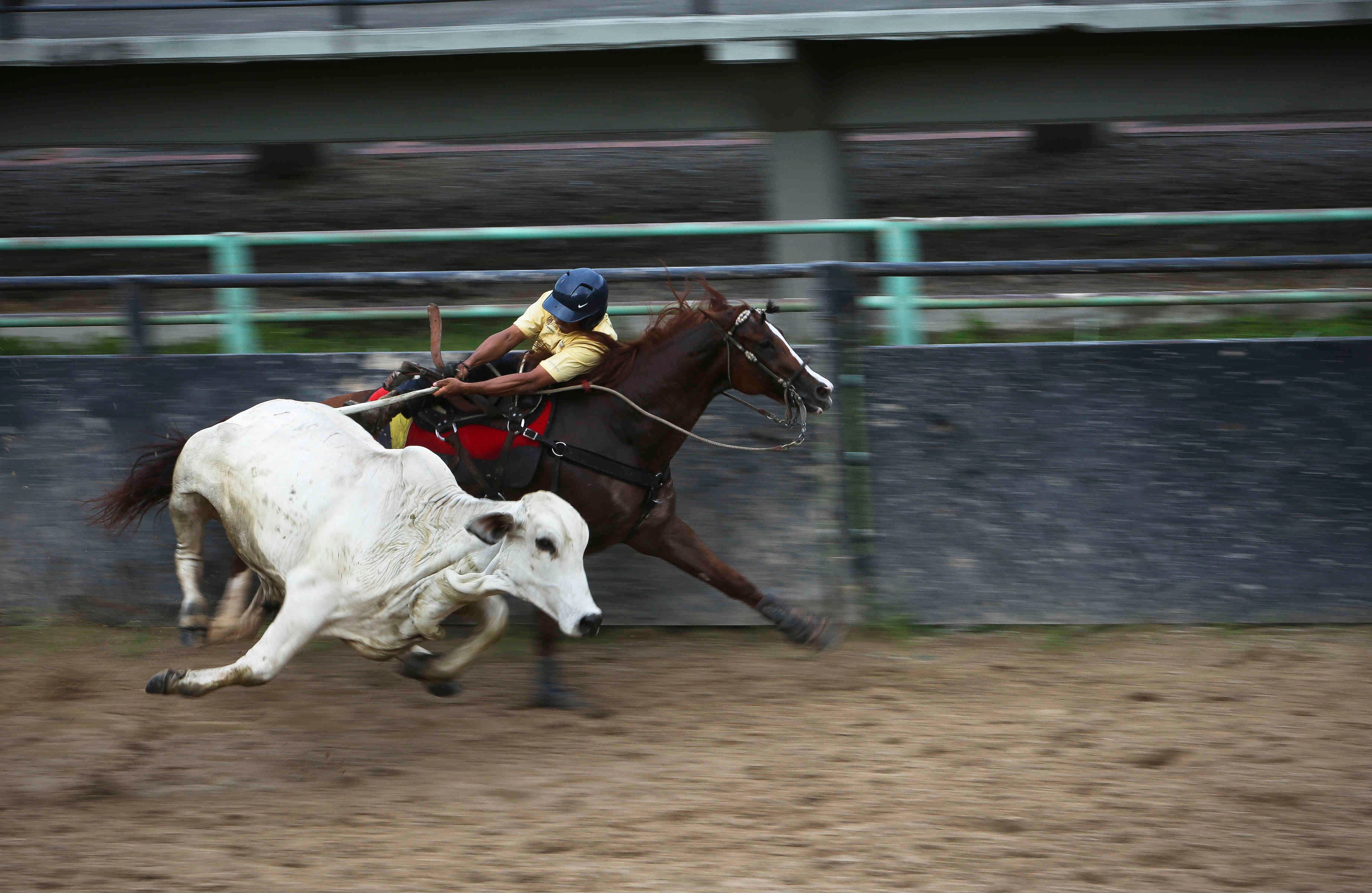 Las mangas de coleo del parque Las Malocas en Villavicencio son el escenario por excelencia del principal deporte del hombre llanero.   Foto: Esteban Vega La-Rotta