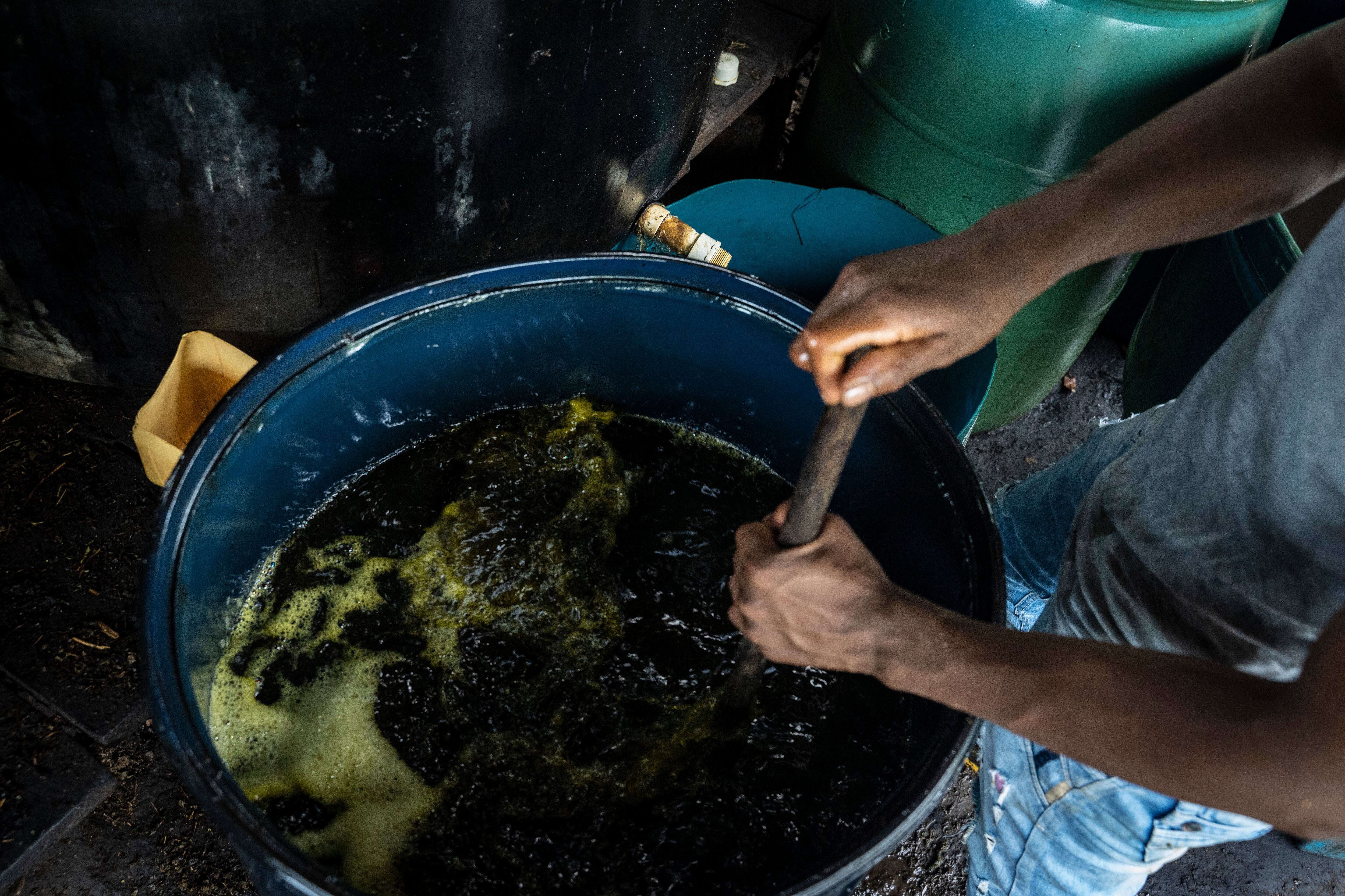 Por cada saco de 12 kilos recibe el equivalente a alrededor de $1,50. Un trabajador puede cosechar unos 20 sacos de hojas de coca al día.
