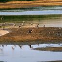 Los playeros vuelan sobre el lecho expuesto del arroyo San Francisco en Mariano Roque Alonso, Paraguay, el lunes 20 de septiembre de 2021. Foto AP / Jorge Saenz