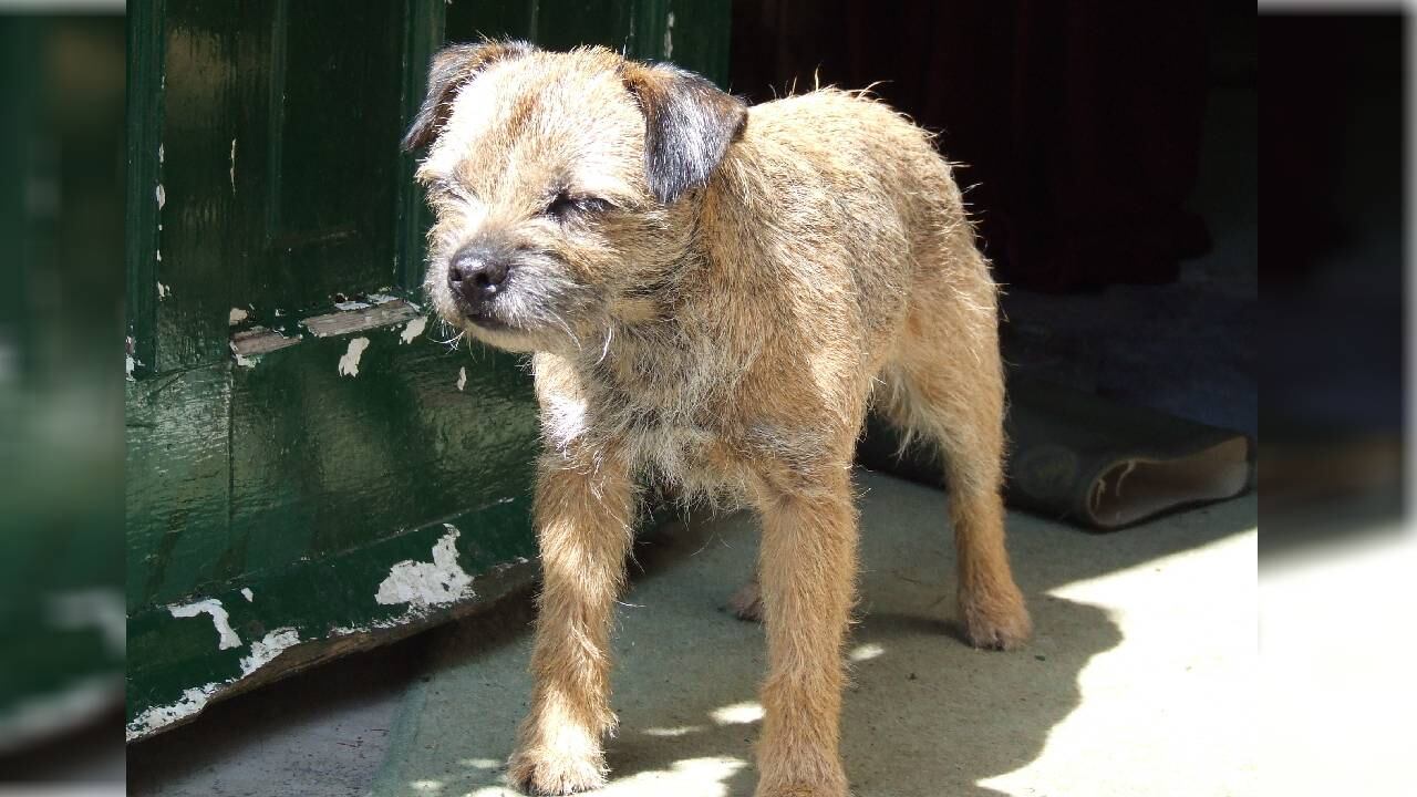 Imagen de referencia, no corresponde al animal en cuestión.