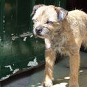 Imagen de referencia, no corresponde al animal en cuestión.