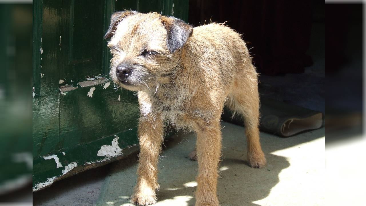 Imagen de referencia, no corresponde al animal en cuestión.