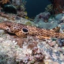 El descubrimiento confirma la enorme riqueza biológica del Triángulo de Coral.