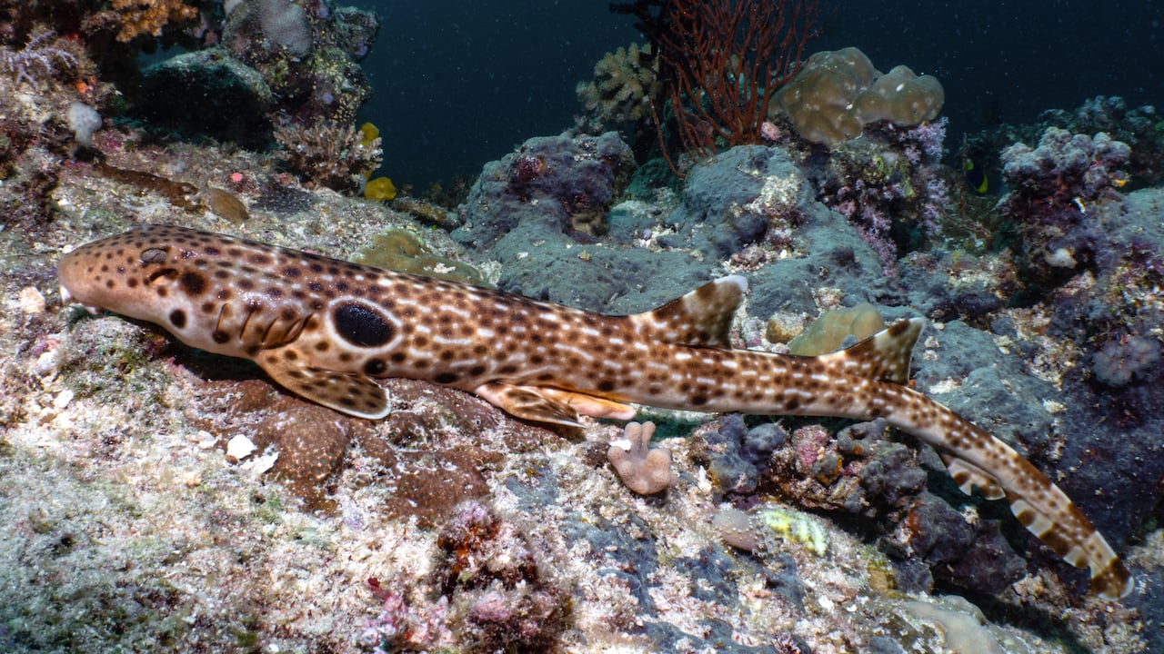 El descubrimiento confirma la enorme riqueza biológica del Triángulo de Coral.
