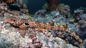 El descubrimiento confirma la enorme riqueza biológica del Triángulo de Coral.