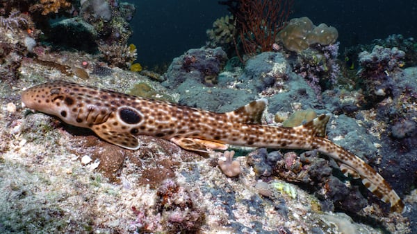 El descubrimiento confirma la enorme riqueza biológica del Triángulo de Coral.