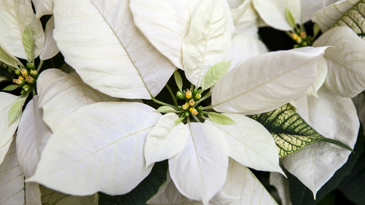 Es una planta tradicional de la temporada navideña.