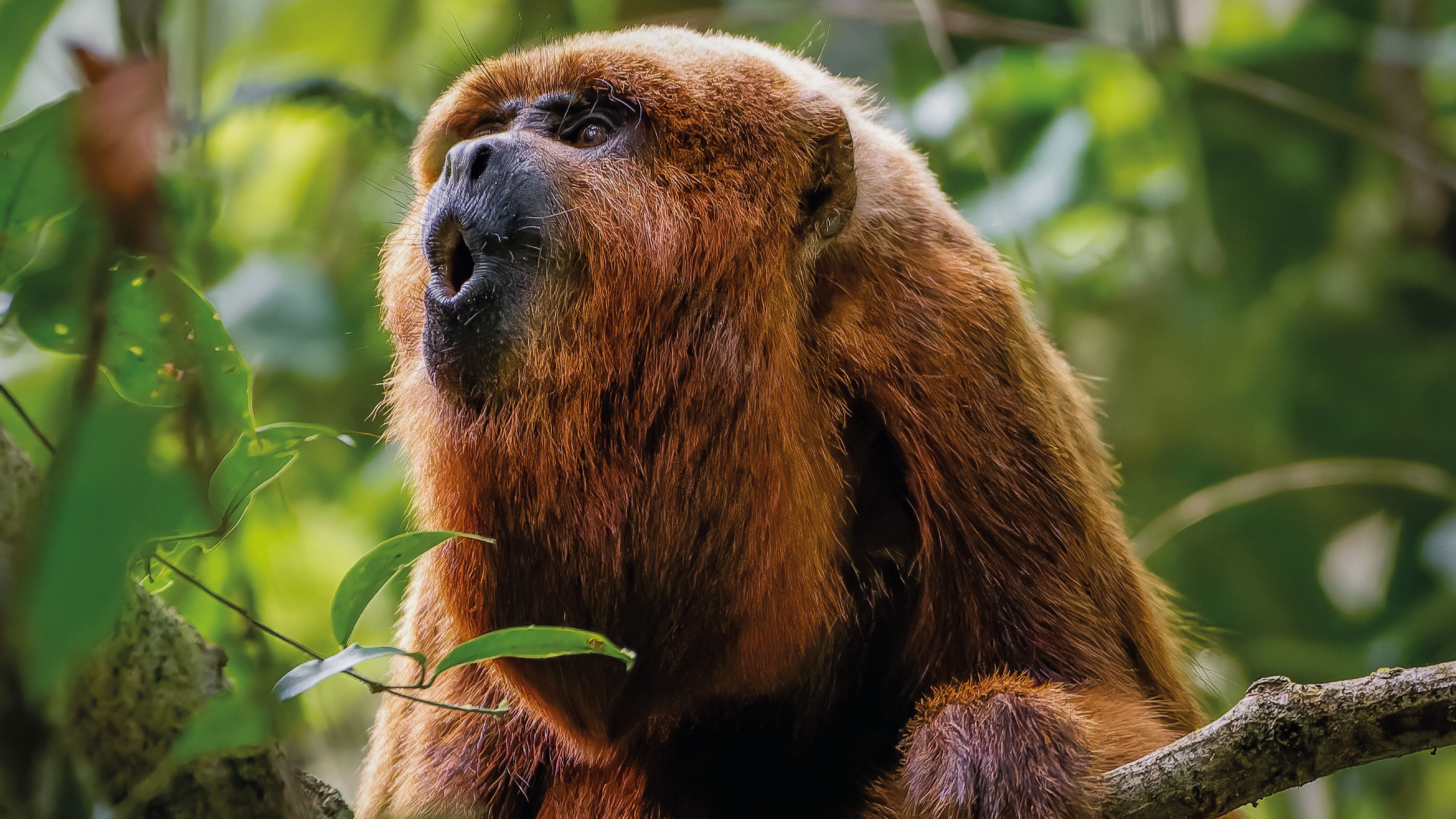 El mono aullador forma parte de las especies que Smurfit Westrock apoya en su conservación.