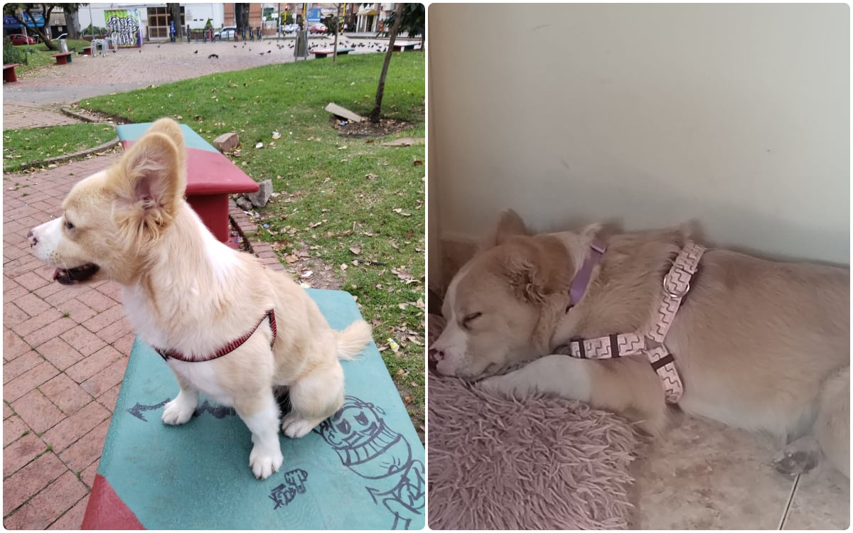 Angie, una pequeña perrita de un año y ocho meses de edad, se encuentra perdida desde la noche del pasado 8 de agosto, en la localidad de Teusaquillo, en Bogotá.