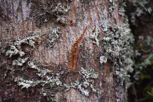 En la parte alta del departamento del Tolima hallaron huellas de un oso andino en un árbol.