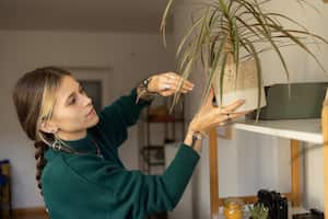 Los amantes de las plantas se enfrentan al desafío de las hojas secas en la Mala Madre.