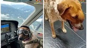 Zafira una perrita que superó el cáncer y ahora está en el ejército.