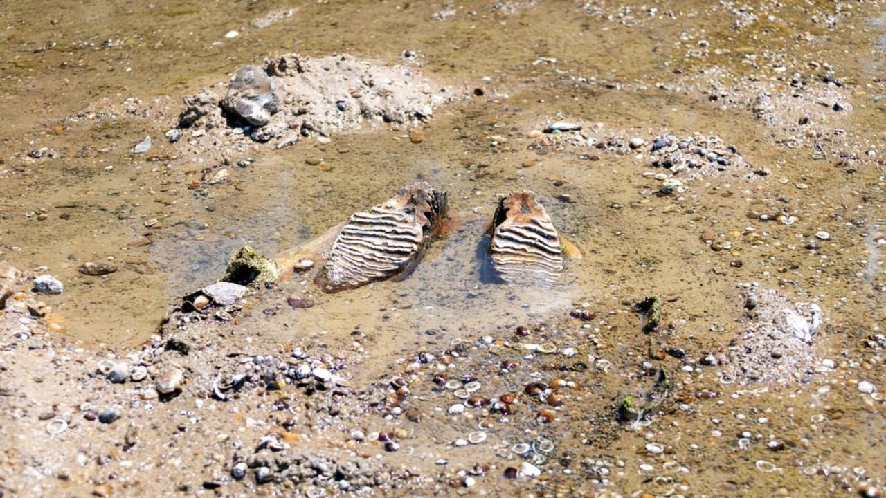 Grandes dientes de mamut quedaron al descubierto por el bajo nivel del agua del río.