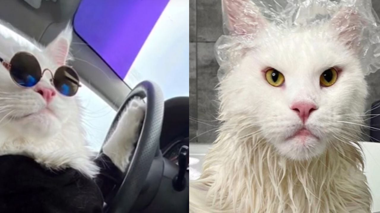 El gato más grande del mundo.