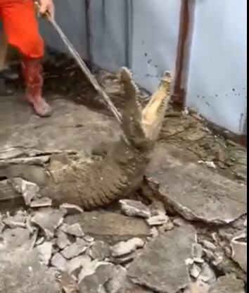 Cocodrilos bajo tierra.