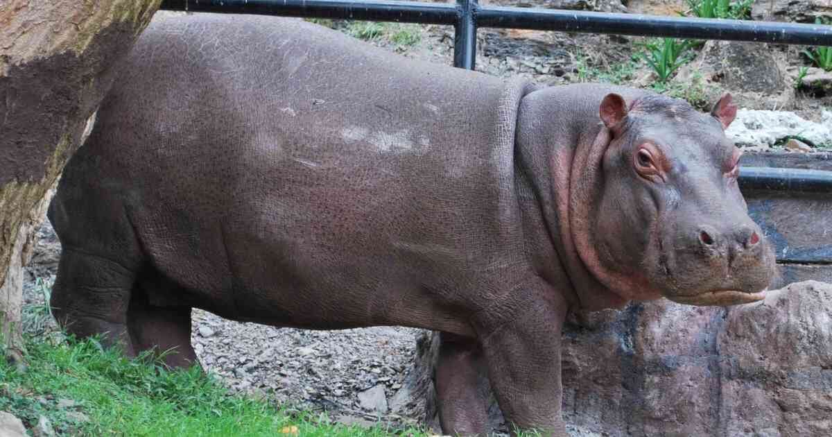 Imagen de referencia de un hipopótamo.