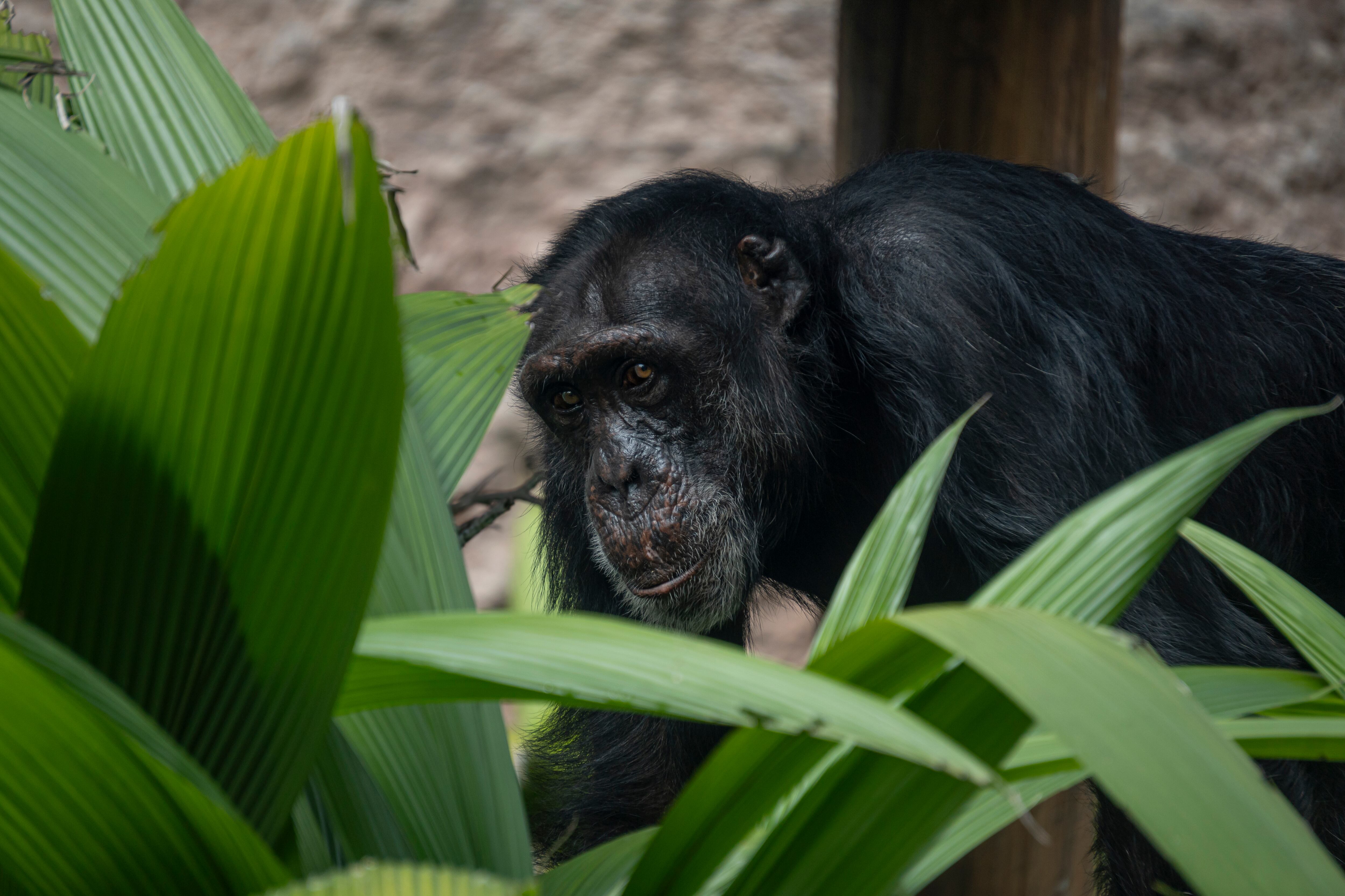 Yoko, el último chimpancé en cautiverio en Colombia.