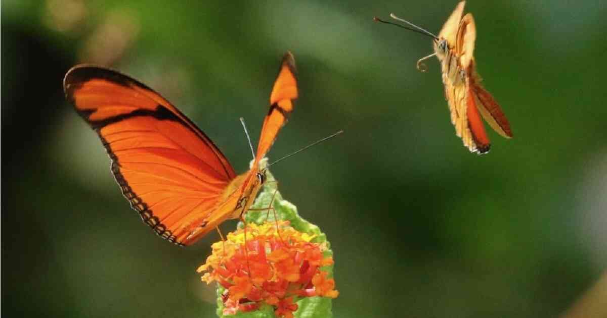 Colombia es el segundo país más biodiverso del mundo. Foto: Frank Gardner 
