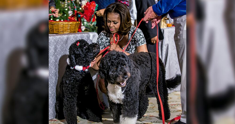 En honor de Bo y Sunny, se escribieron durante su periodo en la Casa Blanca dos libros infantiles: First Dog y Bo, America’s Commander in Leash.