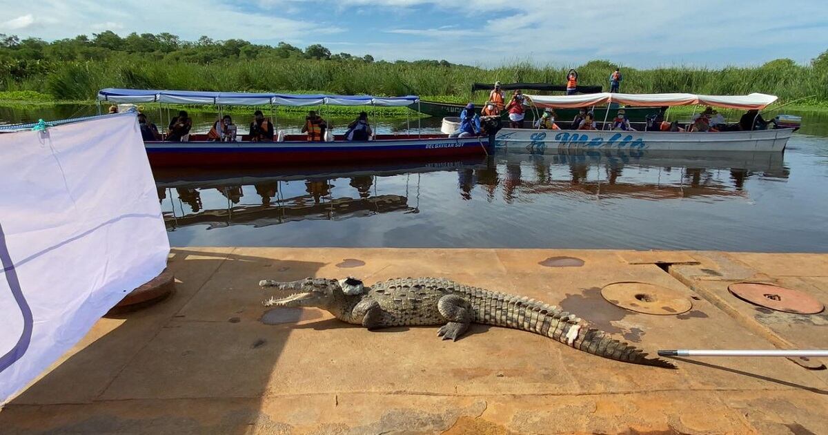 Caimán aguja liberado en la Ciénaga Grande de Santa Marta