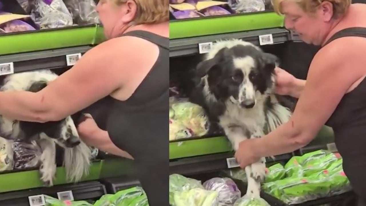 El perro estaba buscando un lugar fresco, en medio de un intenso calor en la ciudad.