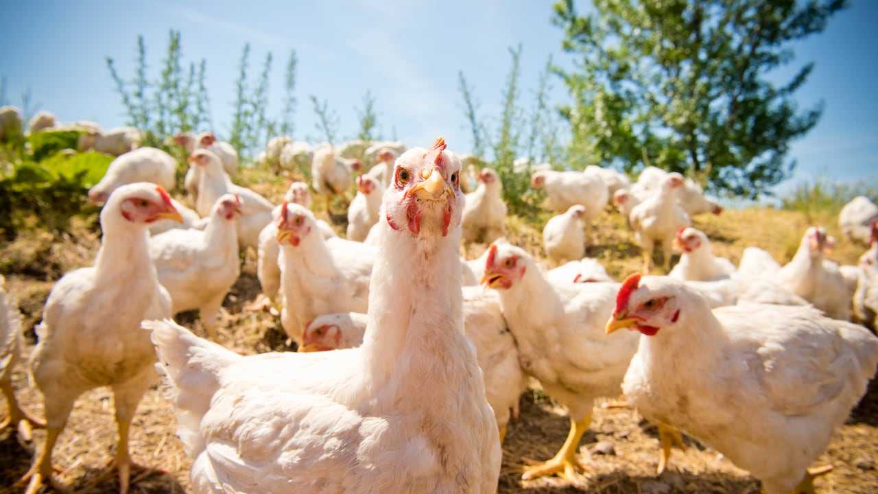 Se han detectado 39 brotes de gripe o influenza aviar en Colombia, en cinco departamentos.