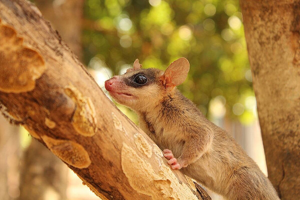 Zarigüeya analizada en Orinoco
