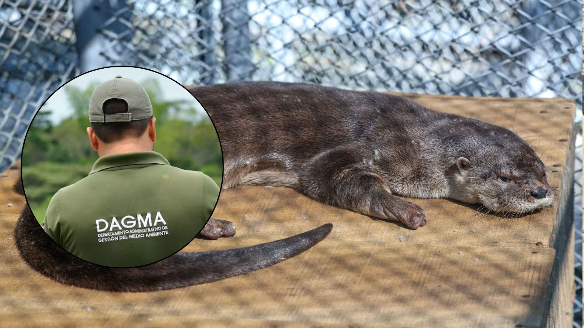 Dagma rescató a una nutria en cautiverio.