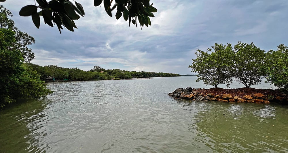 En Playa Bonita, Piedad Córdoba le habría comprado más de una hectárea de manglar a la familia del escritor Manuel Zapata Olivella. El terreno no tiene construcciones.