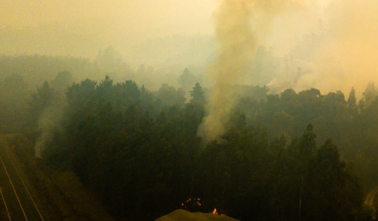Varias hectáreas de bosque han sido arrasadas por las llamas
