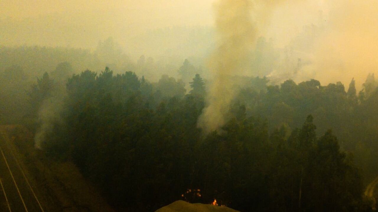 Varias hectáreas de bosque han sido arrasadas por las llamas