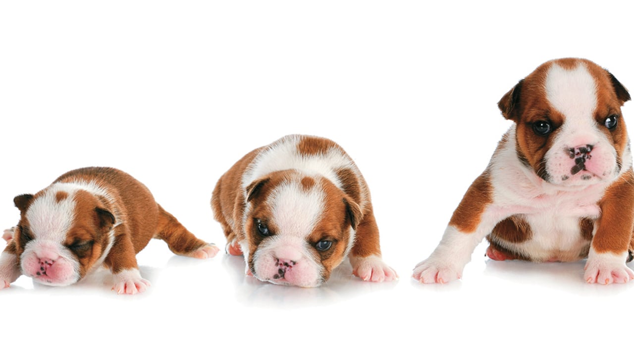 Los cuidados durante las primeras semanas de vida de los cachorros determinan su sano crecimiento.