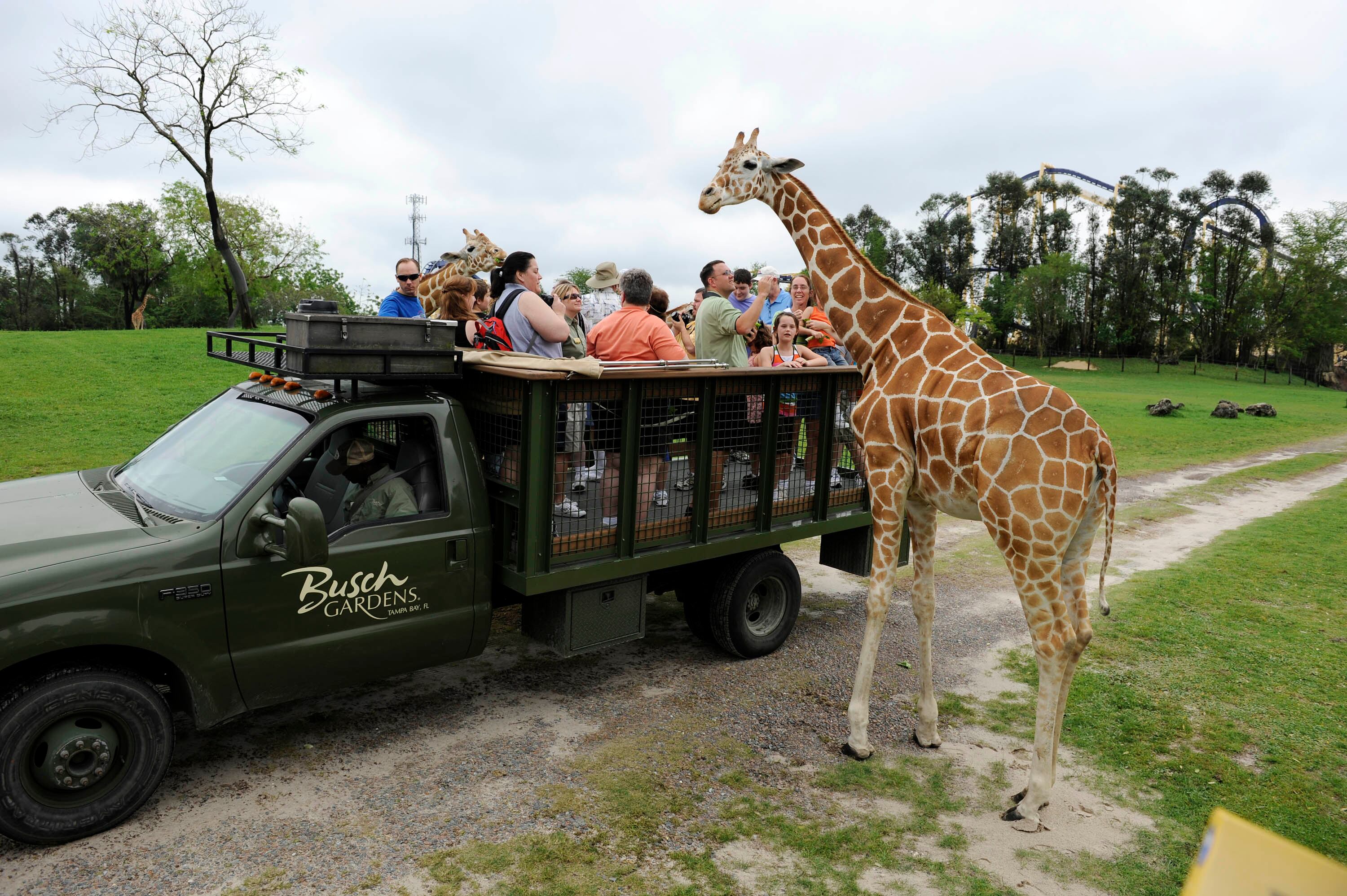 Un parque de 335 acre de temática africana, que combina zoológico y montañas rusas de alto impacto como SheiKra, Falcon’s Fury e Iron Gwazi.