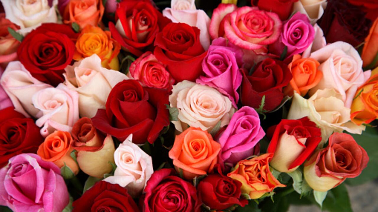 Estas flores requieren de atención y cuidado.