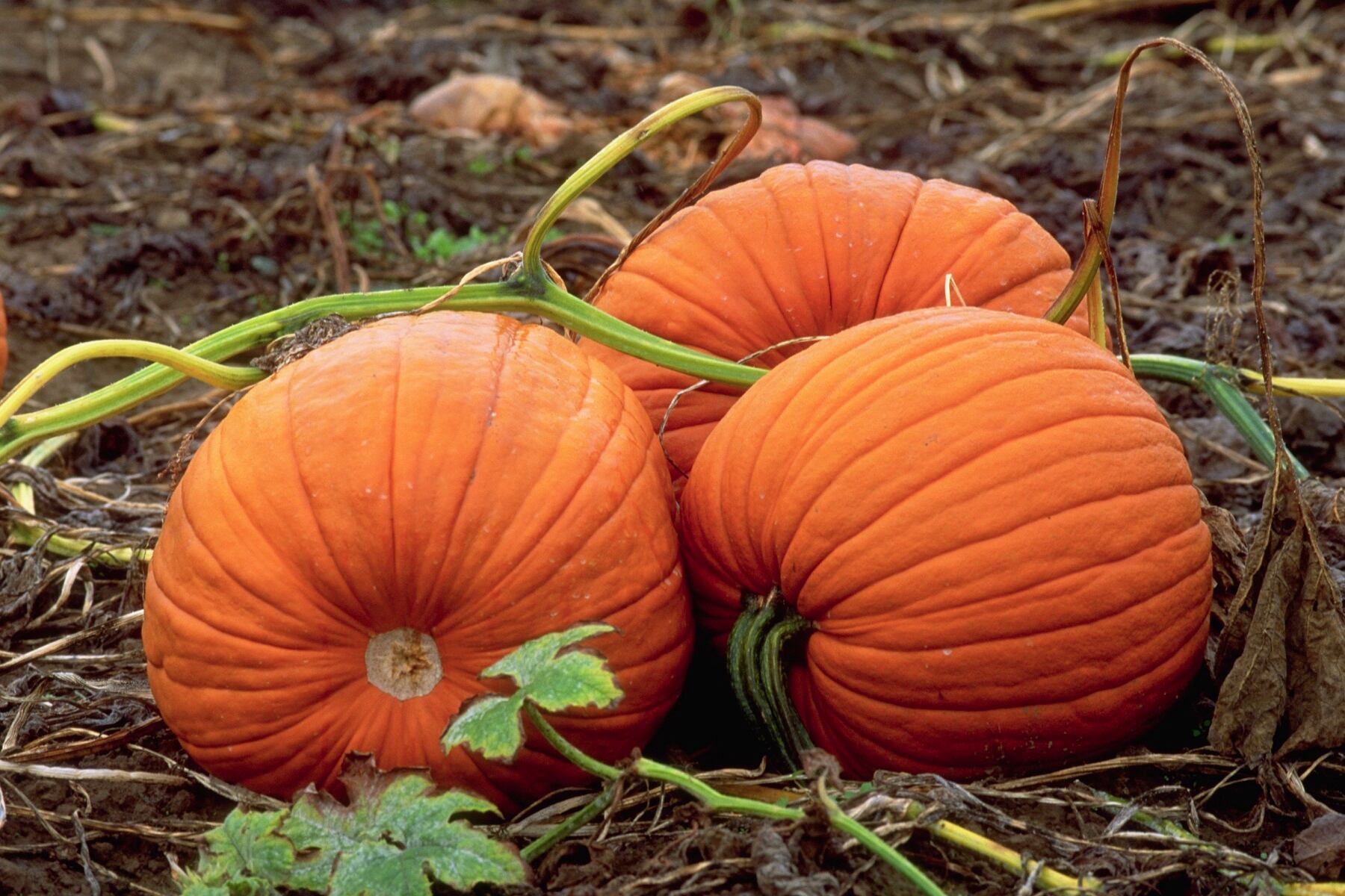 Calabaza