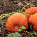 Calabaza