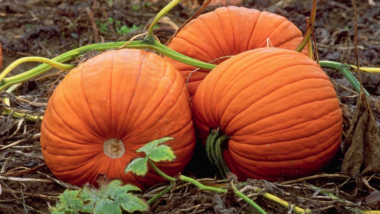 Calabaza