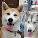 Perros Giro de Italia.