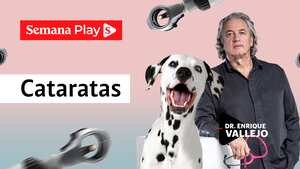 Cataratas | Enrique Vallejo en Salud Animal