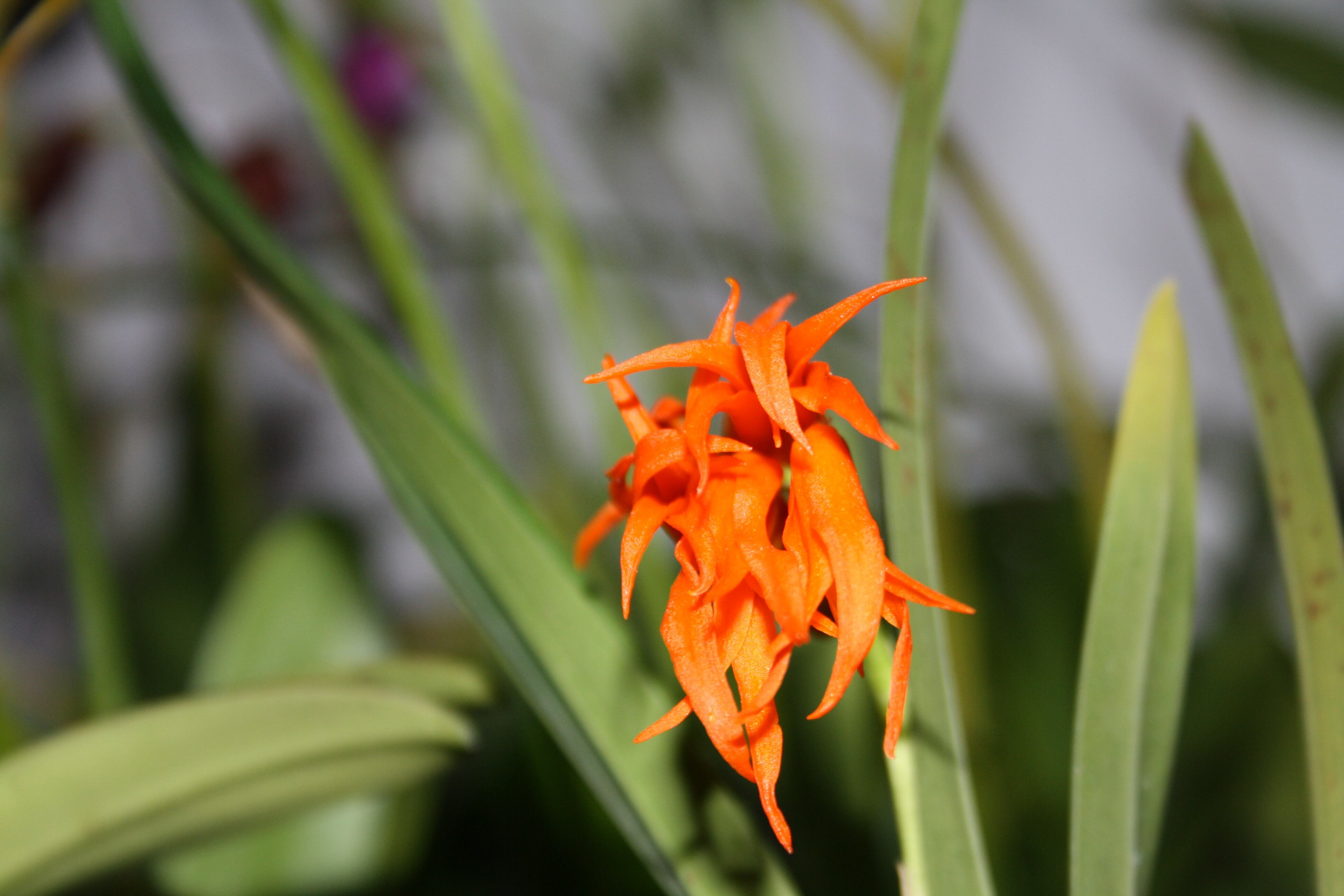 Hay diferentes tipos de orquídeas para apreciar.