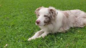 Perro Border Collie.